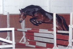 Bourbon Dressur